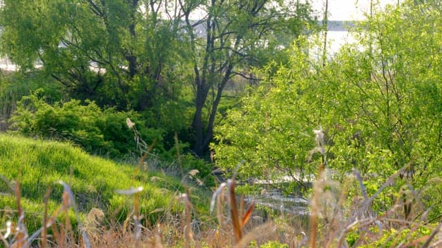 햇살이 비치는 푸른 숲