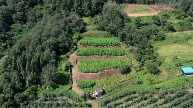 대마가 울창하게 자라는 녹색 밭