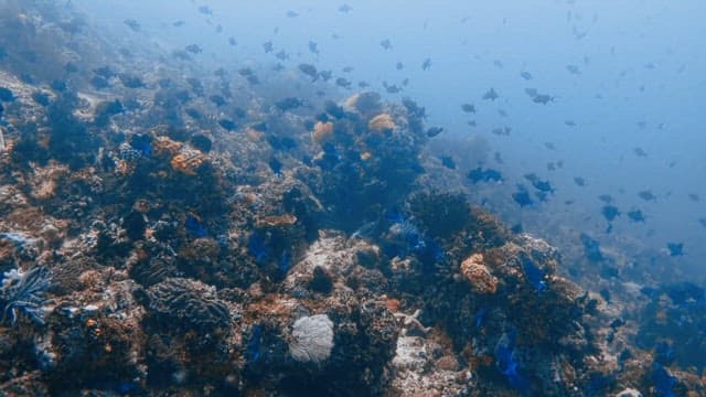 Tranquil Underwater Coral Reef with Fish