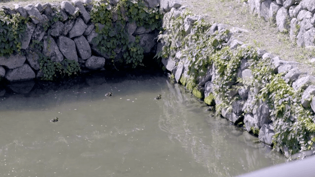 돌담 연못에서 헤엄치는 새끼 오리들