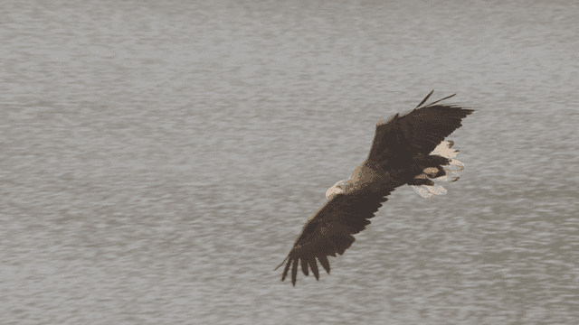 White-tailed eagle flying over calm lake