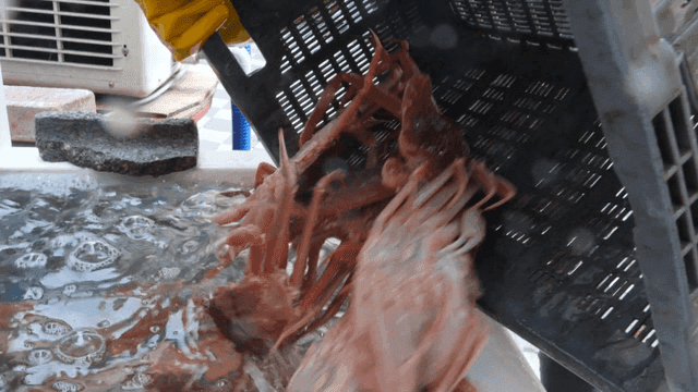 시장 수조 속에 쏟아지는 게들