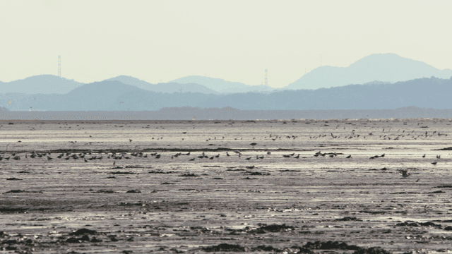 새들과 먼 산이 있는 넓은 갯벌