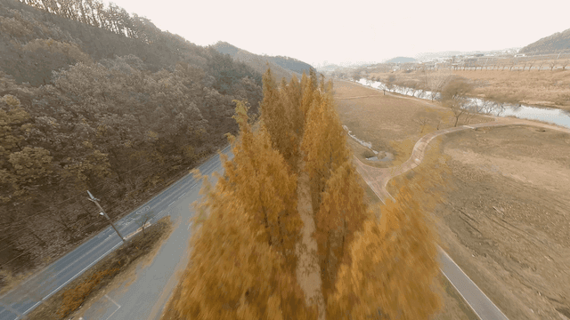 가을 나무가 늘어선 고요한 길