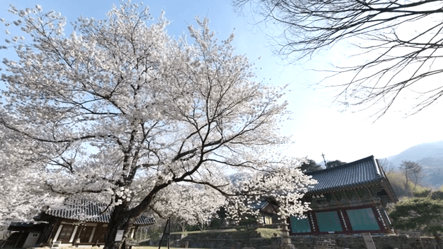 전통 사찰에서 만개한 벚꽃
