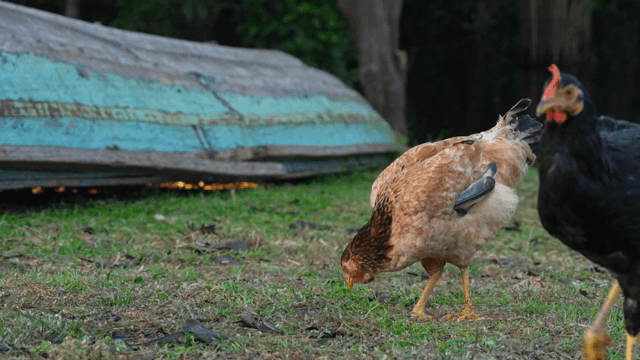 배 근처 풀밭에서 모이를 쪼는 닭들