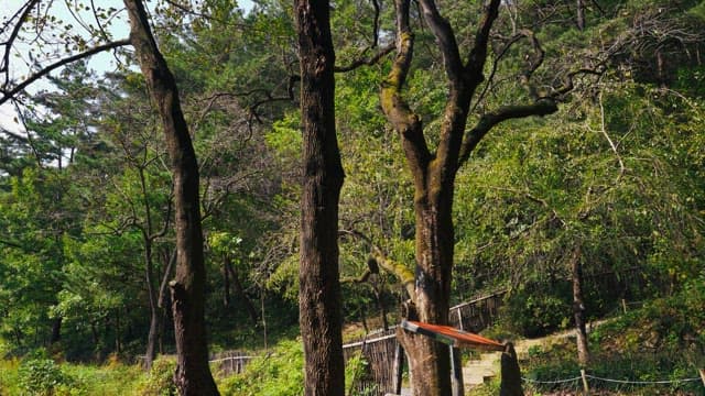 Tree-lined pathway in a lush green forest