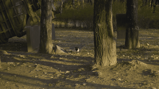Magpie in park with statue