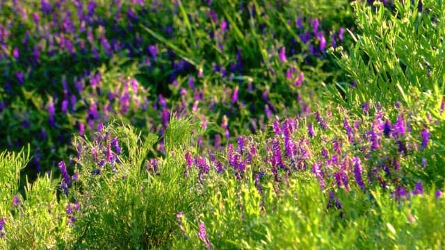 Sunlight on purple wildflowers in a grassy meadow