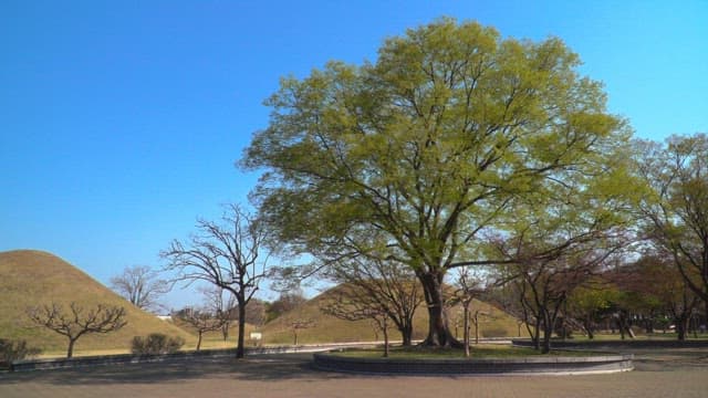 Large, green tree amidst ancient burial mounds in a park