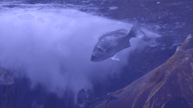 Fish swimming in calm water