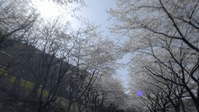 도로를 따라 늘어선 벚꽃 나무