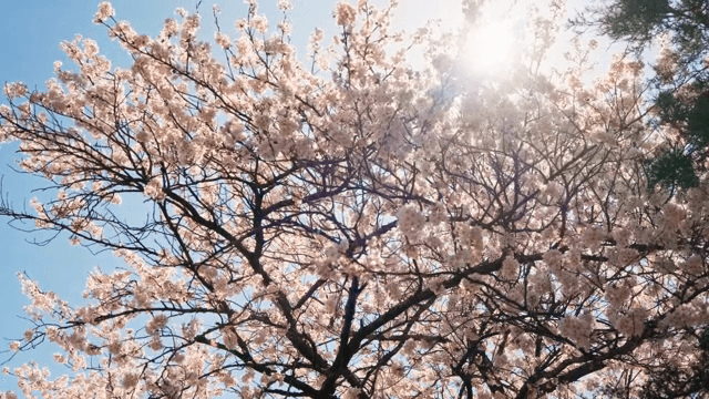 밝은 햇살 아래 벚꽃