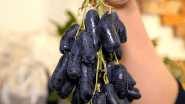 신선한 블랙 사파이어 포도를 들고 있는 모습