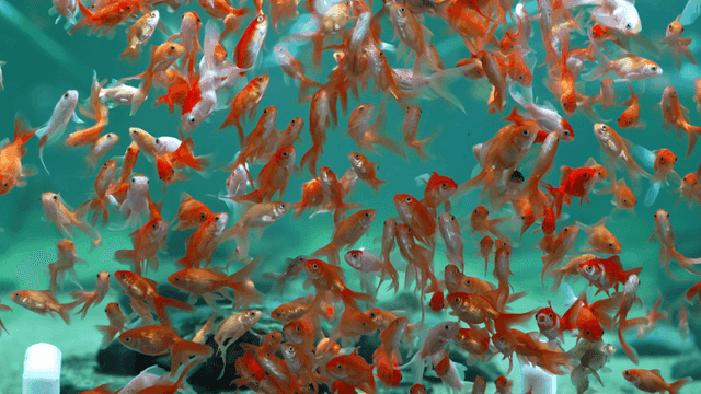 Fish filling fish tank