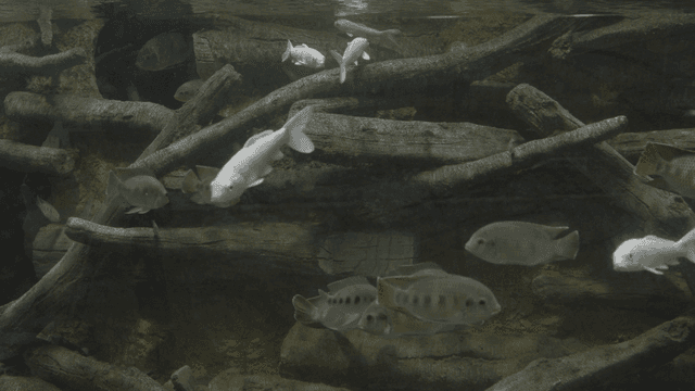 Fish swimming between submerged trees