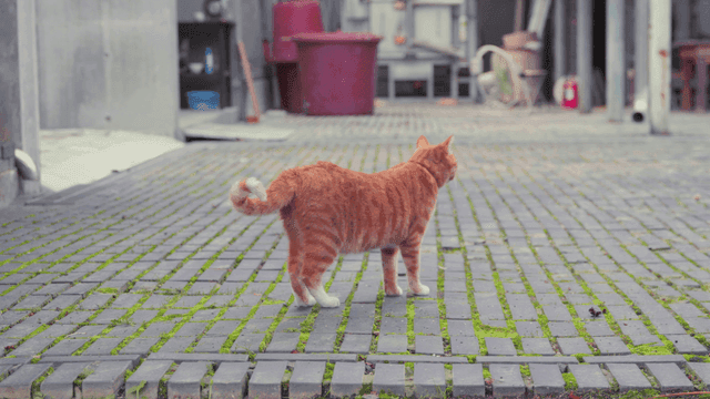 Orange tabby cat walking on paved road