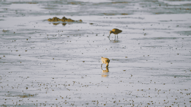 Sandpipers foraging in the muddy wetland