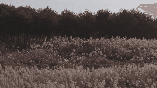 키 큰 억새풀과 나무가 있는 고요한 들판