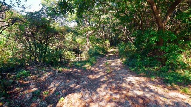 Dense forest path with sunlight shining on it