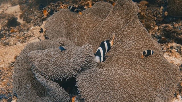 Clownfish Entering an Anemone