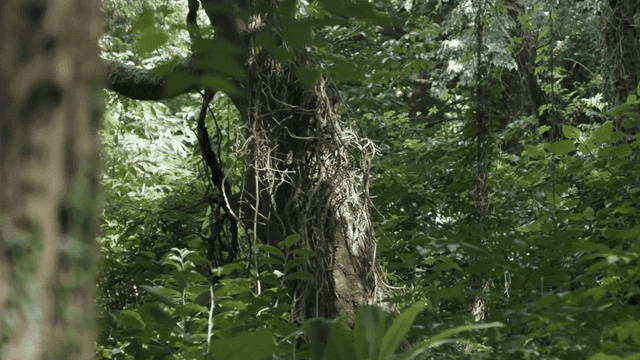 Lush green forest with dense foliage