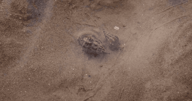 진흙 해안에서 움직이는 소라들