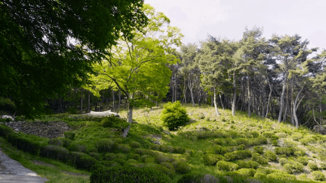 Green forest with traditional tile roofs