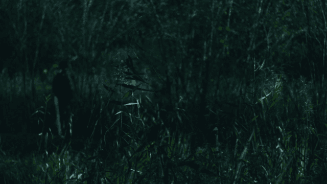 Person walking through a dark forest
