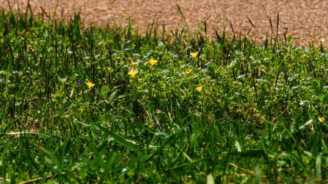 Wild flowers swaying gently in the breeze