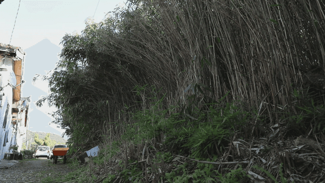 대나무 숲 옆 시골 골목