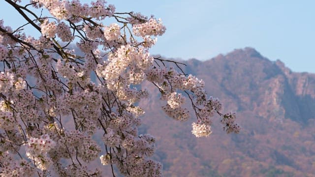 Cherry blossoms with mountains in the background