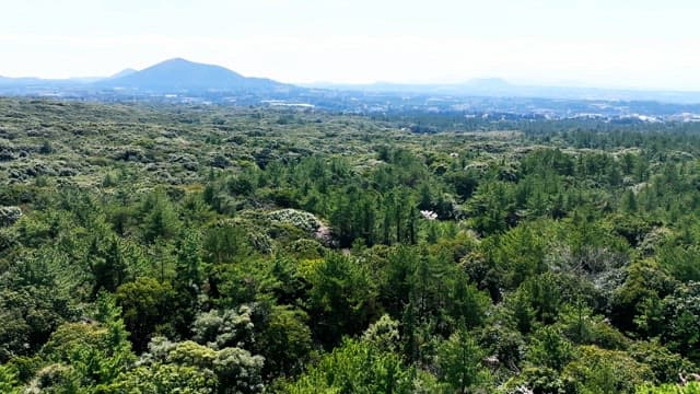 Vast forest landscape with distant mountains