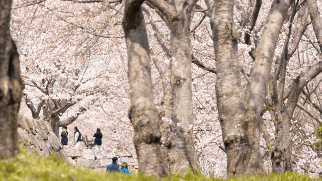공원에서 만개한 벚꽃을 즐기는 사람들