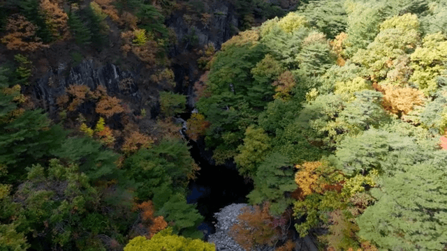 다채로운 가을 숲의 항공 뷰