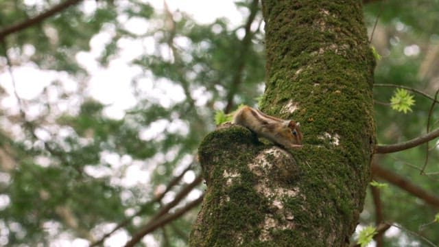 Squirrel Climbing Down a Mossy Tree