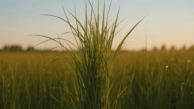 Field where green rice grows