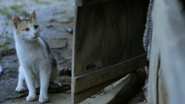 나무 문을 통해 엿보는 호기심 많은 고양이