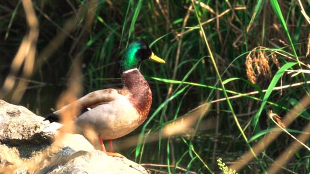 Mallard duck preening on a rock near tall grass