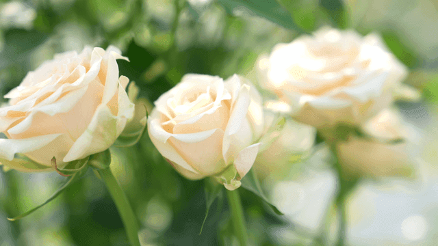 Beautiful white roses in full bloom