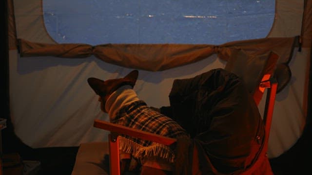 Dog in Cozy Sweater Inside a Tent