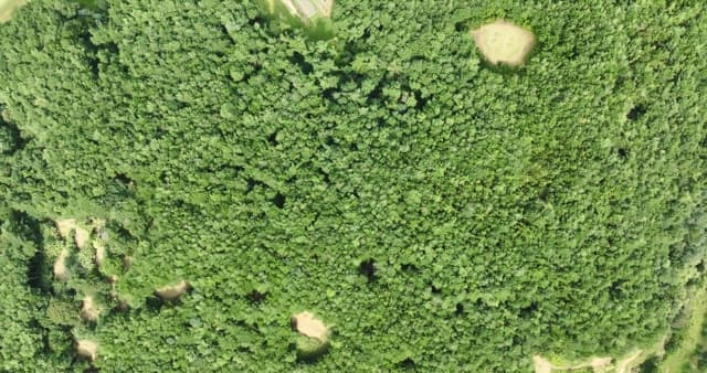 푸른 숲과 강의 전경