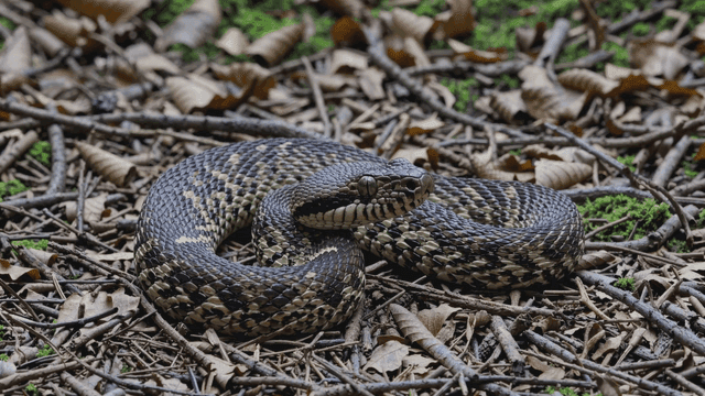Snake coiled on forest floor.