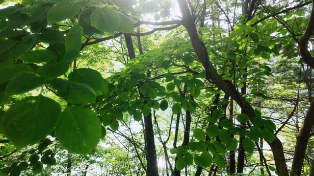 Sparkling waves between the dense trees and leaves in the forest