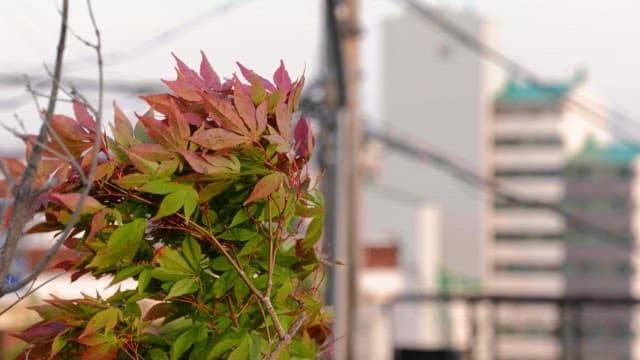 산들바람에 흔들리는 가을 단풍잎