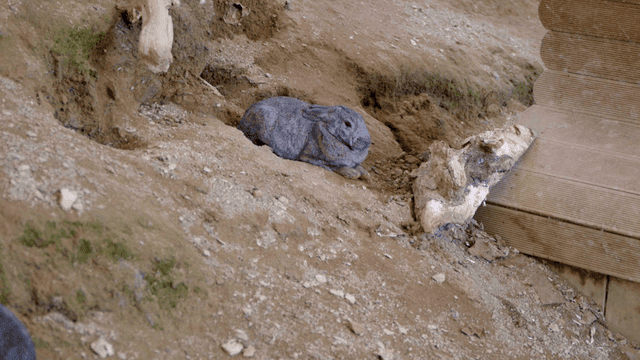 Rabbits resting in front of their burrows on dirt slope