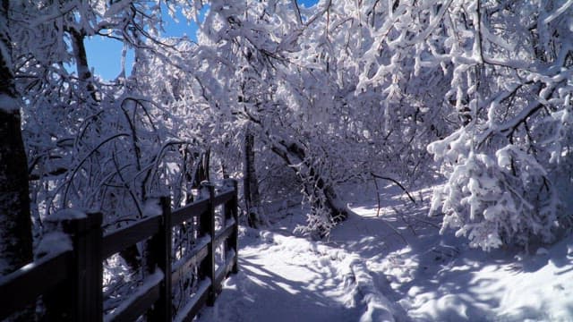 Forest path covered in snow during the day