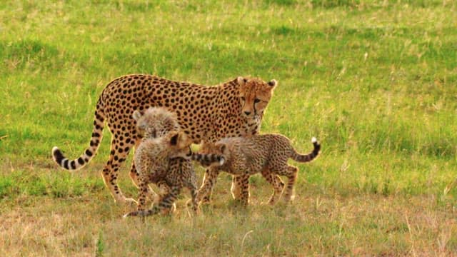 Cheetah with Cubs Playing in the Grassland