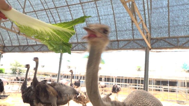 Ostriches being fed vegetables inside a shaded pen during daylight