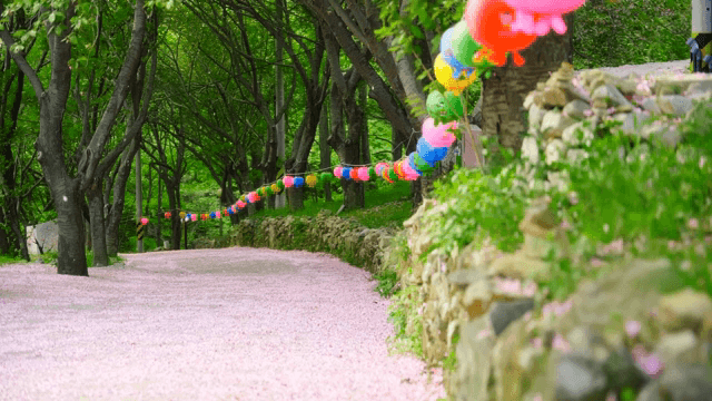 색색의 등불이 늘어선 분홍 꽃잎들이 깔린 길